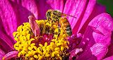 Busy Bee On A Pink & Yellow Flower_P1180234